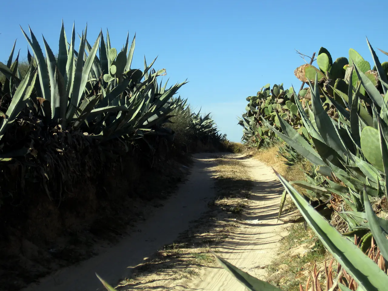 A sandy track at Mezraya, Djerba, between tall hedges of agave and prickly pear under a blue sky.