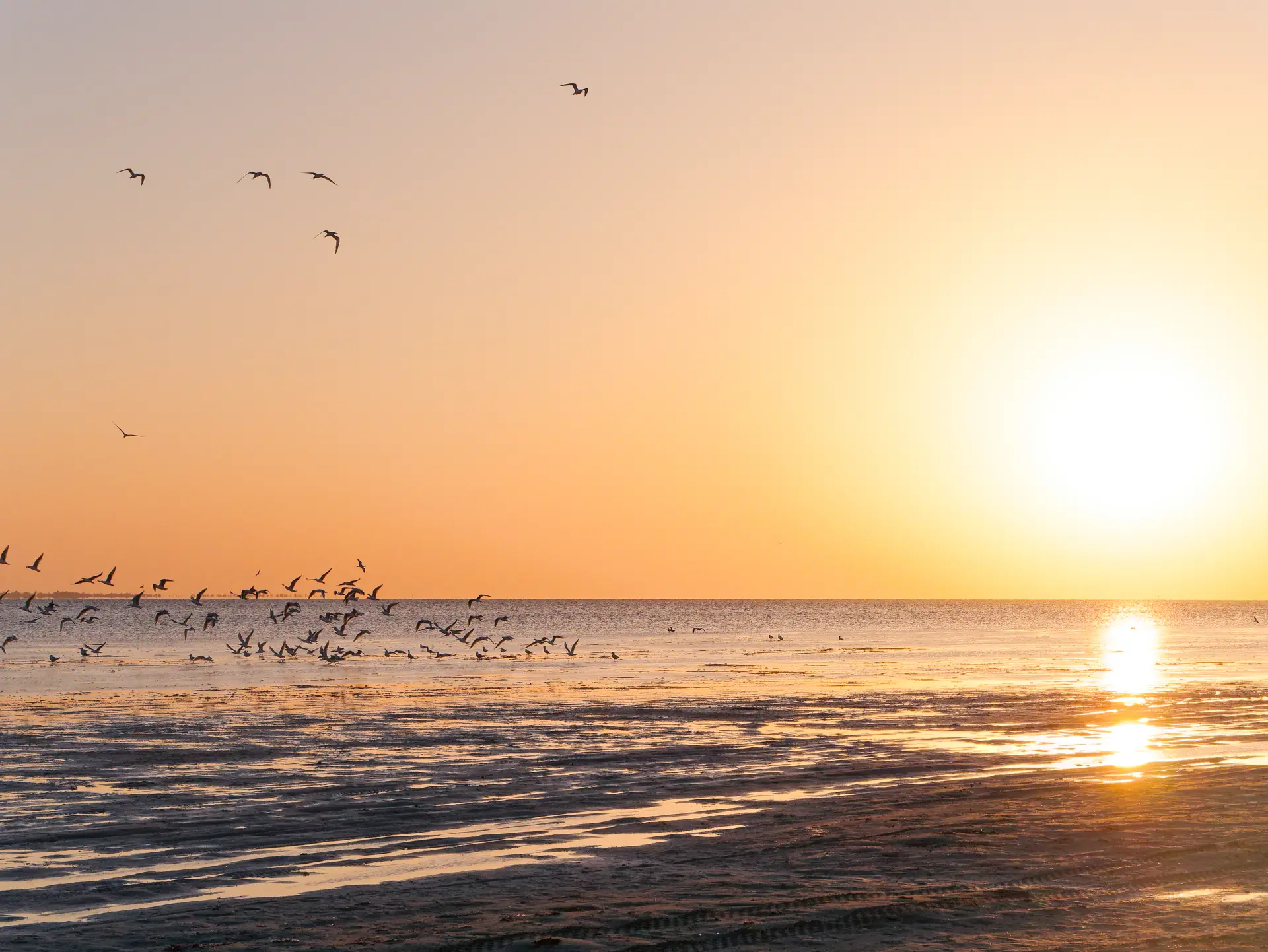 Sunset over the tidal flats at Ras R’mal, Djerba, with a flock of seabirds lifting off the water.